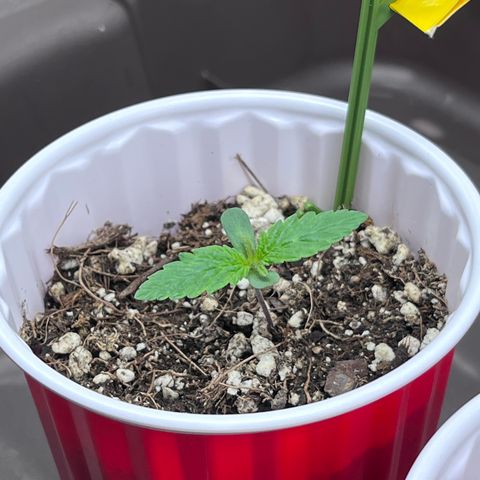 Gelato [Photo] (C.G. - 01) growlog timeline photo