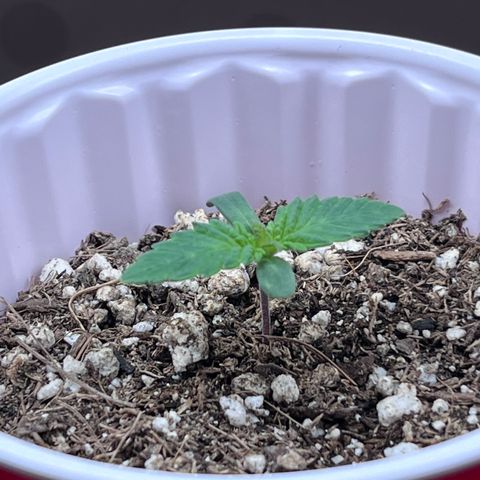 Gelato [Photo] (C.G. - 02) growlog timeline photo