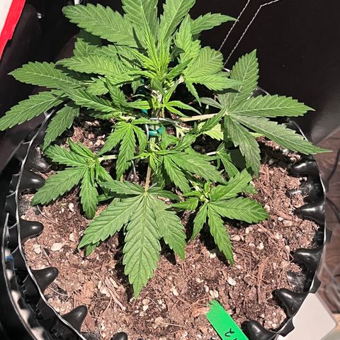 Master Yoda [Auto] #2 growlog timeline photo