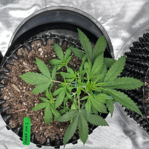 Master Yoda [Auto] #2 growlog timeline photo