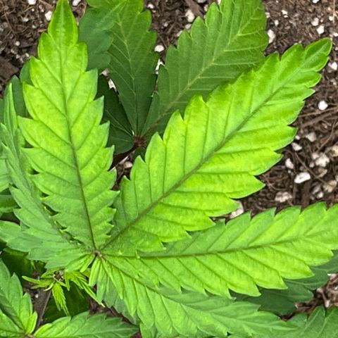 Gelato [Photo] A1 growlog timeline photo
