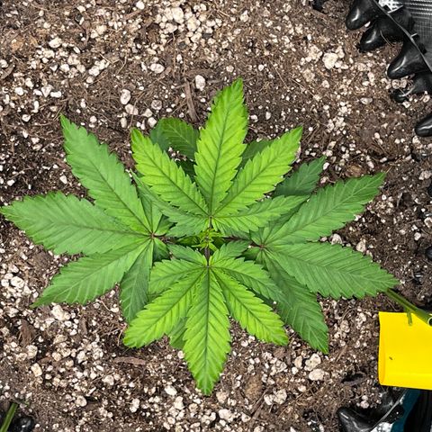 Gelato [Photo] A1 growlog timeline photo