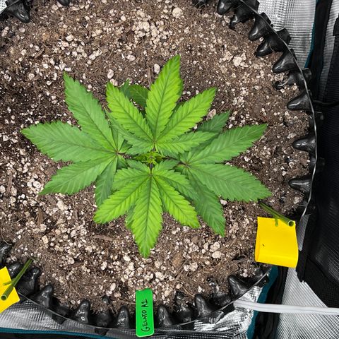 Gelato [Photo] A1 growlog timeline photo