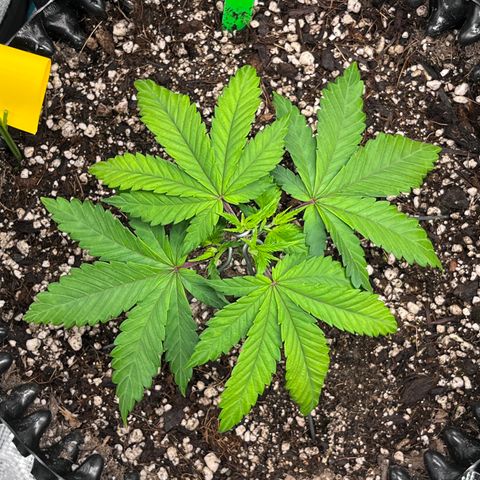 Gelato [Photo] A1 growlog timeline photo