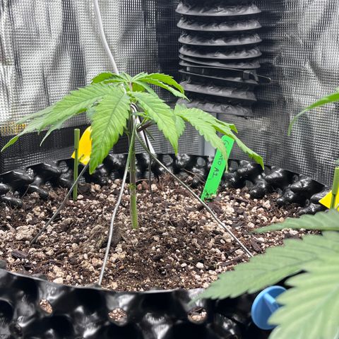 Gelato [Photo] A1 growlog timeline photo