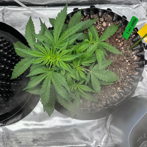 Master Yoda [Auto] #2 growlog timeline photo