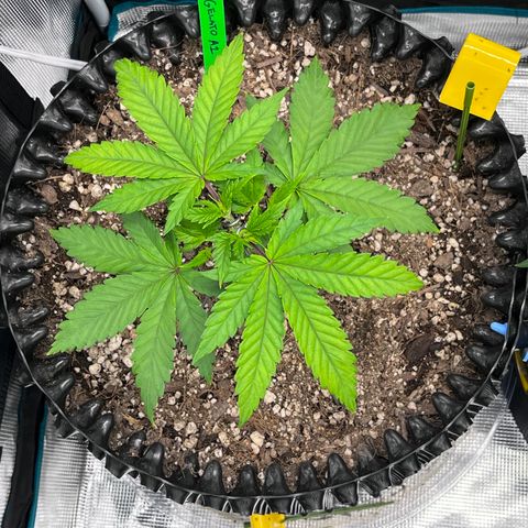 Gelato [Photo] A1 growlog timeline photo