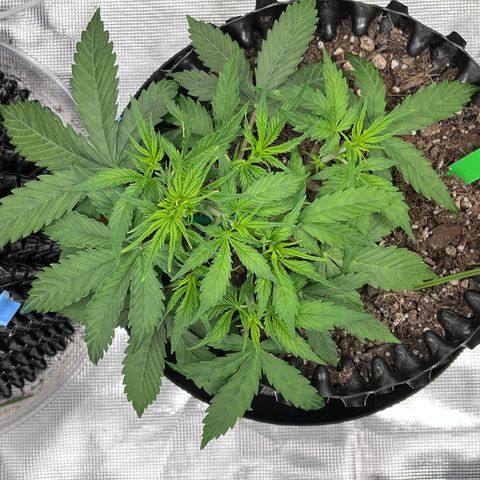 Master Yoda [Auto] #2 growlog timeline photo