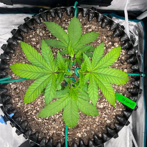 Gelato [Photo] A1 growlog timeline photo