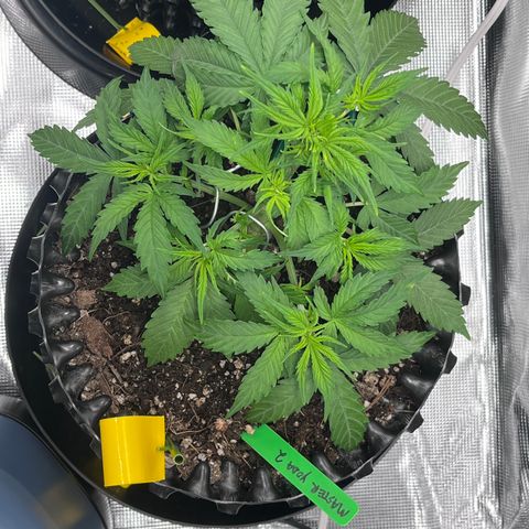 Master Yoda [Auto] #2 growlog timeline photo