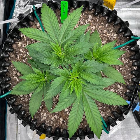 Gelato [Photo] A1 growlog timeline photo