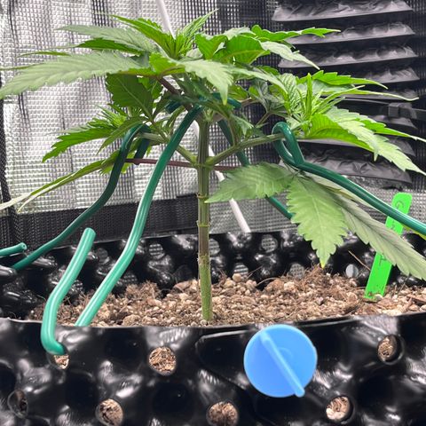 Gelato [Photo] A1 growlog timeline photo
