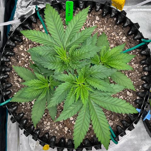 Gelato [Photo] A1 growlog timeline photo