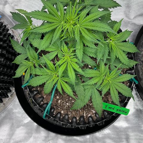 Master Yoda [Auto] #2 growlog timeline photo