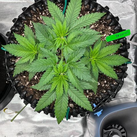 Gelato [Photo] A1 growlog timeline photo