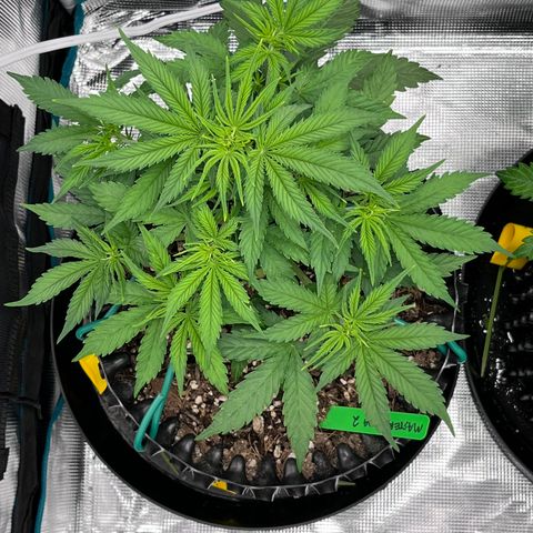 Master Yoda [Auto] #2 growlog timeline photo