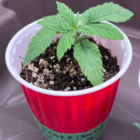 Gelato [Photo] (C.G. - 01) growlog timeline photo