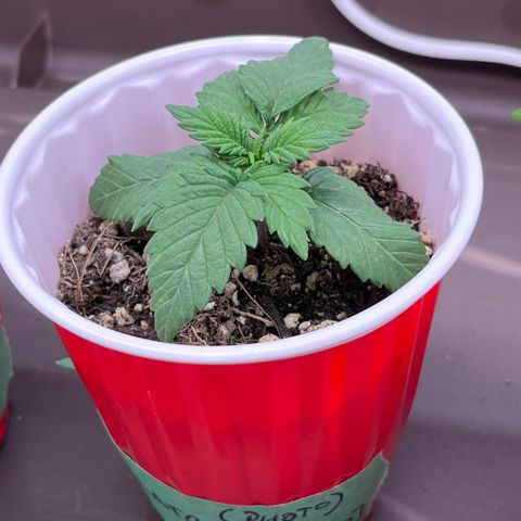 Gelato [Photo] (C.G. - 02) growlog timeline photo