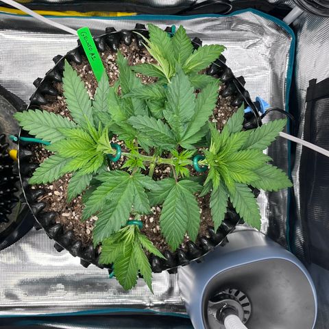 Gelato [Photo] A1 growlog timeline photo