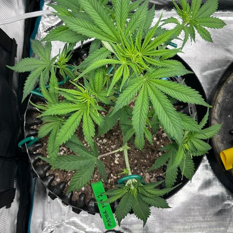Master Yoda [Auto] #2 growlog timeline photo