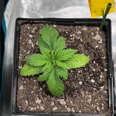 Gelato [Photo] (C.G. - 01) growlog timeline photo