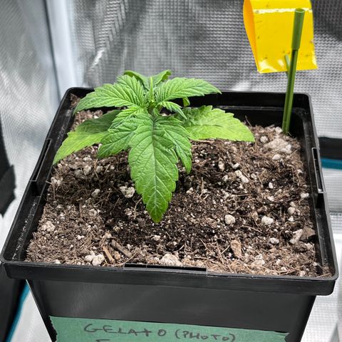 Gelato [Photo] (C.G. - 01) growlog timeline photo