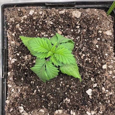 Gelato [Photo] (C.G. - 02) growlog timeline photo
