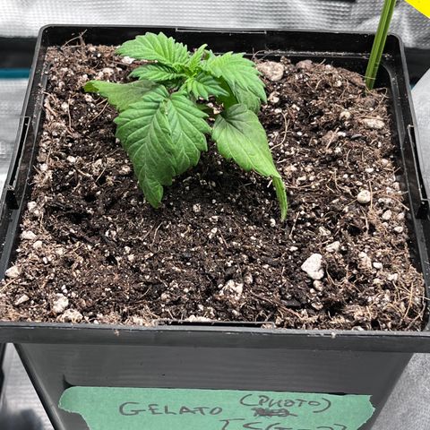 Gelato [Photo] (C.G. - 02) growlog timeline photo