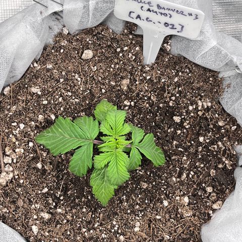 Bruce Banner #3 [Auto] (A.G. - 01) growlog timeline photo