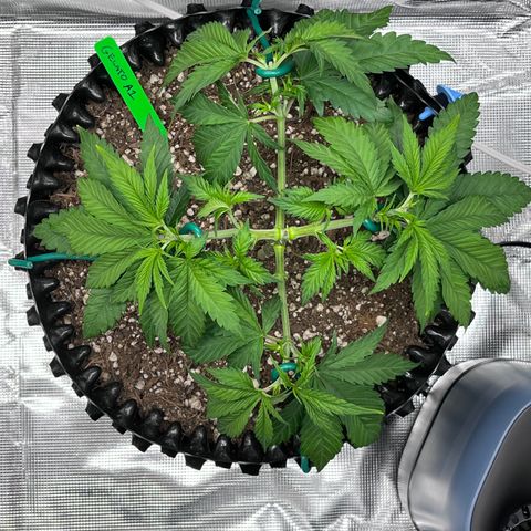 Gelato [Photo] A1 growlog timeline photo