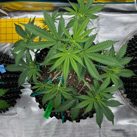 Master Yoda [Auto] #2 growlog timeline photo