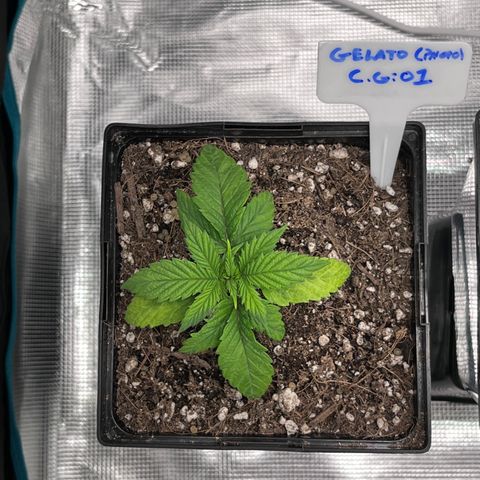 Gelato [Photo] (C.G. - 01) growlog timeline photo