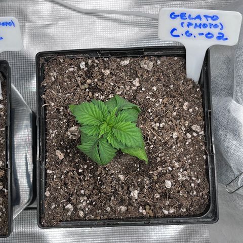 Gelato [Photo] (C.G. - 02) growlog timeline photo