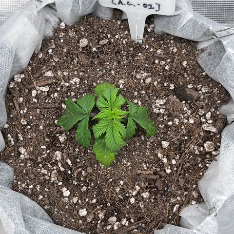 Bruce Banner #3 [Auto] (A.G. - 01) growlog timeline photo