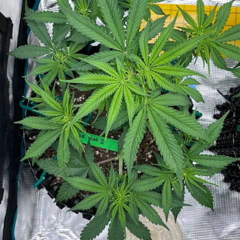 Master Yoda [Auto] #2 growlog timeline photo