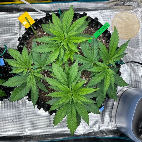 Gelato [Photo] A1 growlog timeline photo