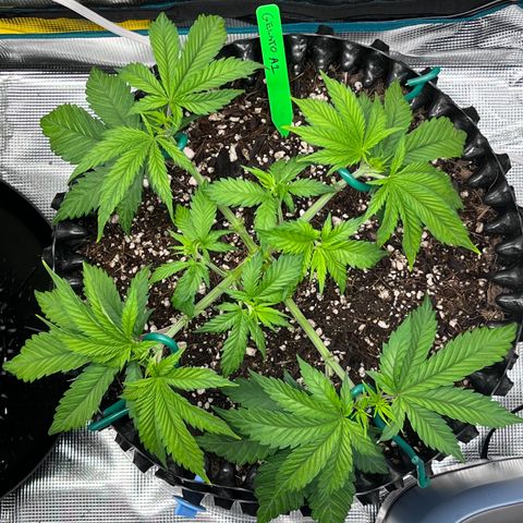 Gelato [Photo] A1 growlog timeline photo