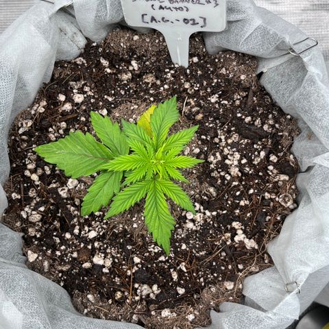 Bruce Banner #3 [Auto] (A.G. - 01) growlog timeline photo