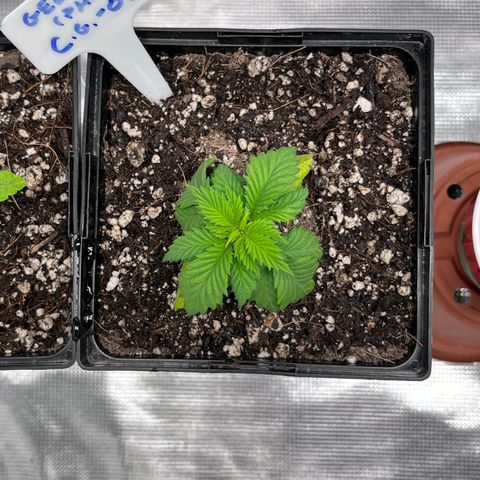 Gelato [Photo] (C.G. - 02) growlog timeline photo