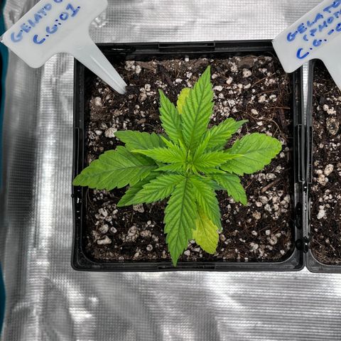 Gelato [Photo] (C.G. - 01) growlog timeline photo