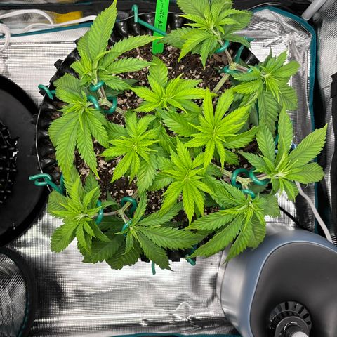 Gelato [Photo] A1 growlog timeline photo