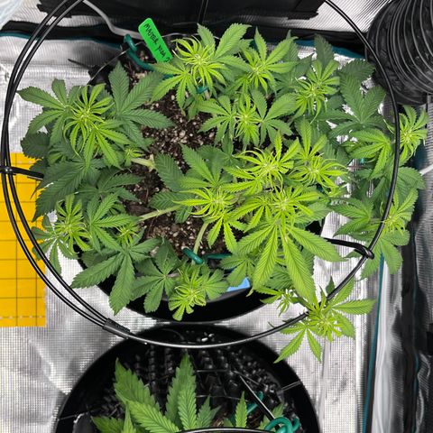 Master Yoda [Auto] #2 growlog timeline photo