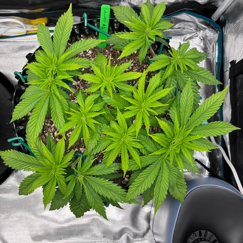 Gelato [Photo] A1 growlog timeline photo
