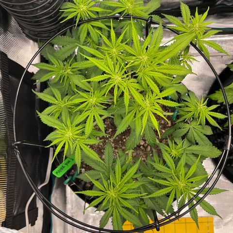 Master Yoda [Auto] #2 growlog timeline photo
