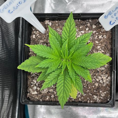 Gelato [Photo] (C.G. - 01) growlog timeline photo
