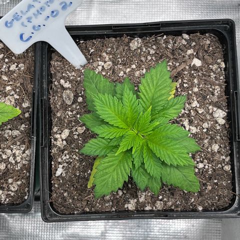Gelato [Photo] (C.G. - 02) growlog timeline photo