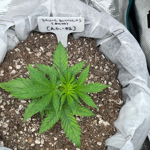 Bruce Banner #3 [Auto] (A.G. - 01) growlog timeline photo