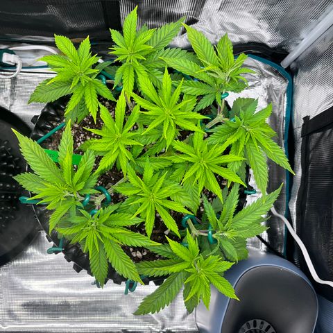 Gelato [Photo] A1 growlog timeline photo