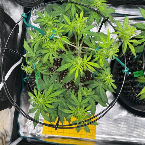 Master Yoda [Auto] #2 growlog timeline photo