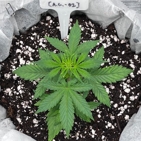 Bruce Banner #3 [Auto] (A.G. - 01) growlog timeline photo